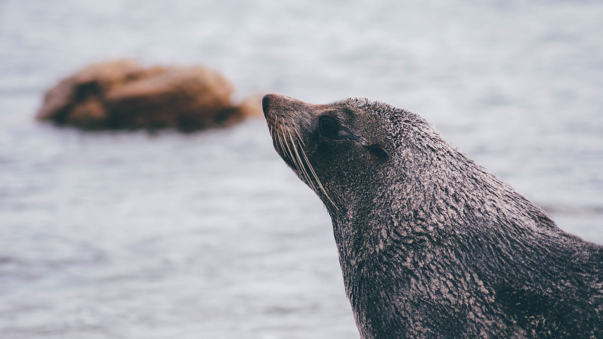 Een bericht van "Zeehond Rob"